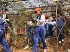 农业研学社会实践